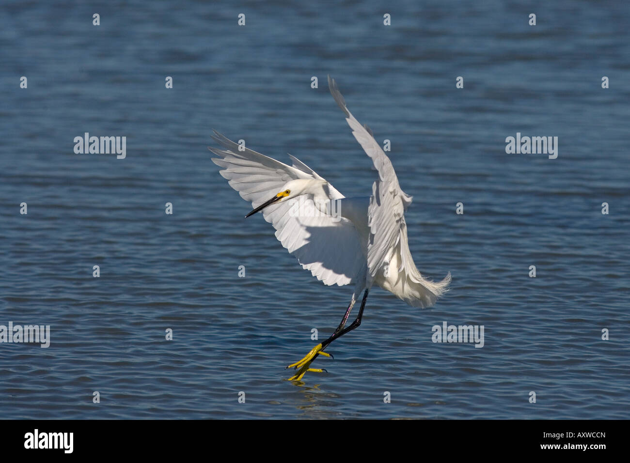 Snowy Egret Egretta thula Stock Photo - Alamy