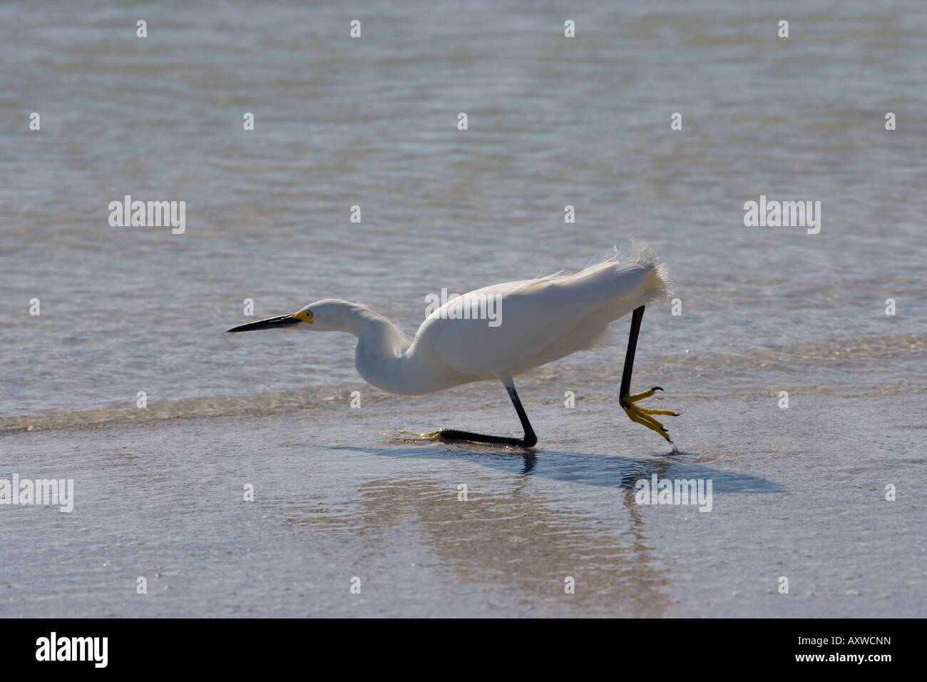 Snowy Egret Egretta thula Stock Photo - Alamy
