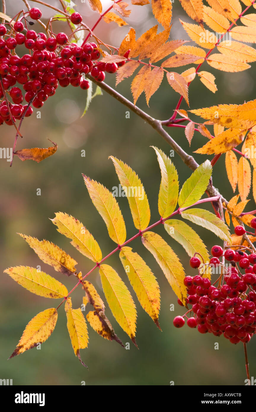 Sorbus Randaiensis Hi res Stock Photography And Images Alamy Sorbus Randaiensis Hi res Stock Photography And Images Alamy