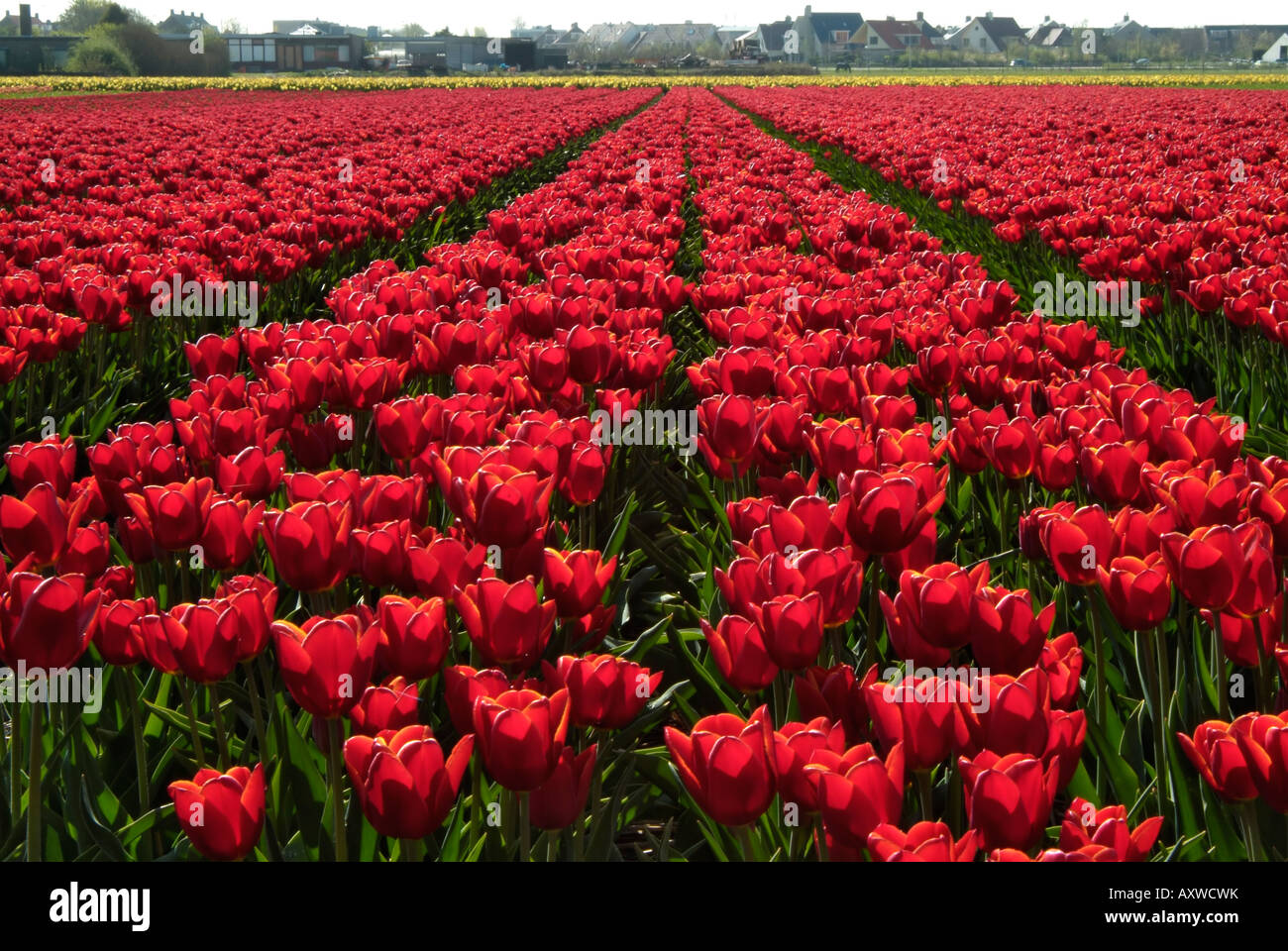 Tulip bulb fields, near Noordwijk, Holland, The Netherlands Stock Photo