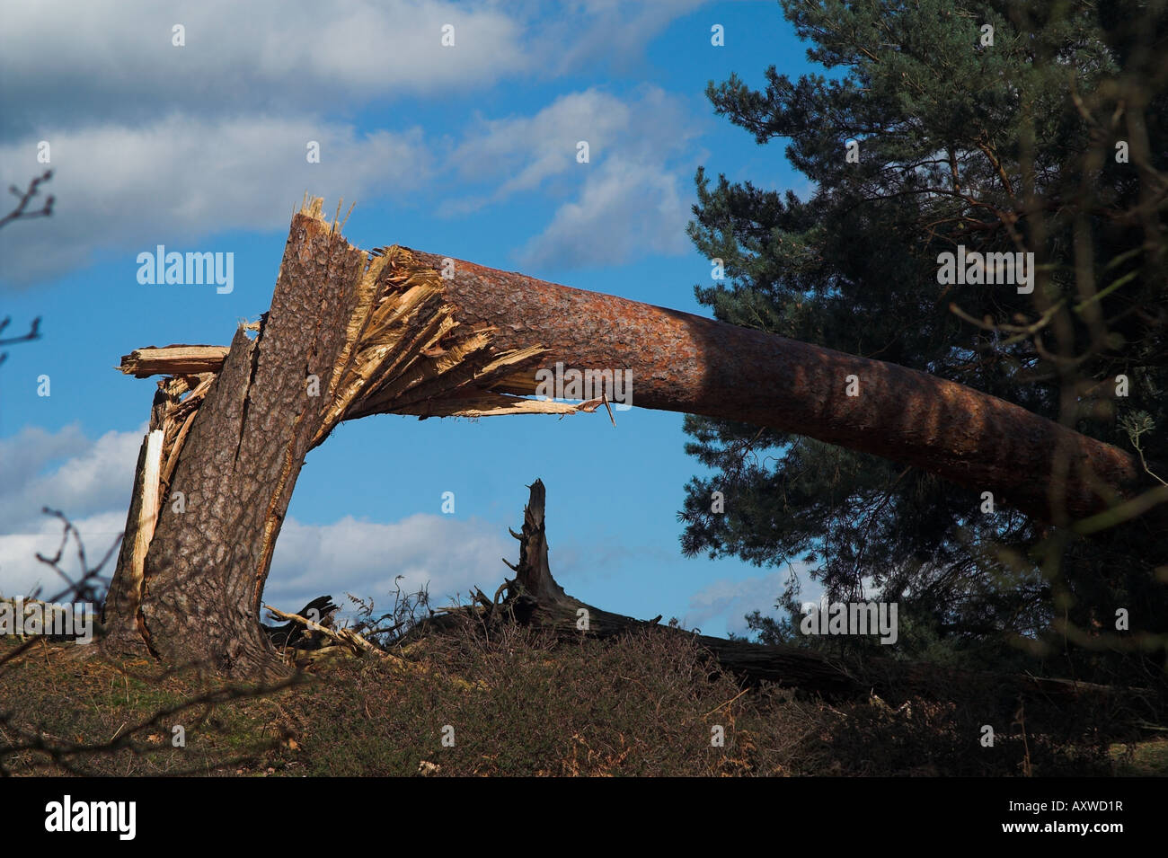 Mature tree blown over by strong winds with its trunk snapped Stock Photo