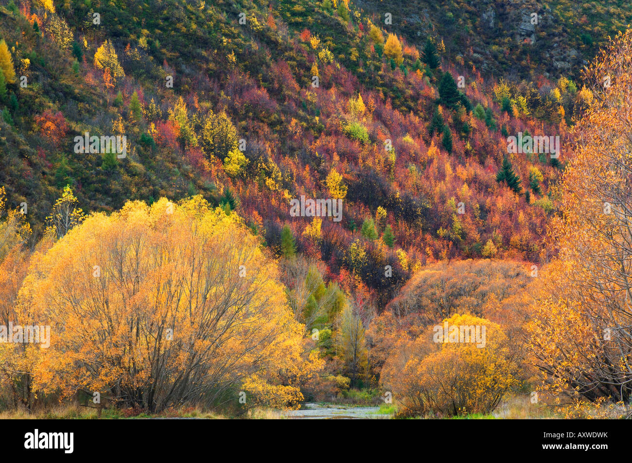 Trees, Arrowtown, Central Otago, South Island, New Zealand, Pacific Stock Photo
