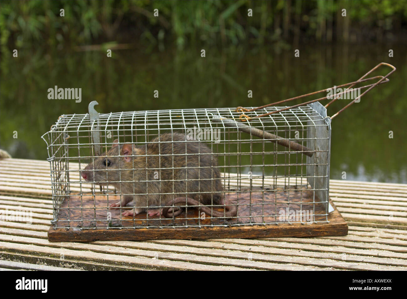 Caught in a rat trap hires stock photography and images Alamy