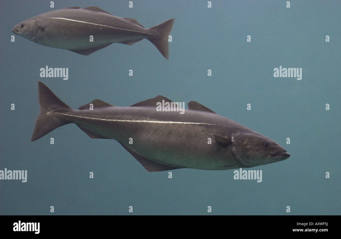 saithe, pollock, Atlantic pollock, coley, coalfish (Pollachius virens), two individuals Stock Photo