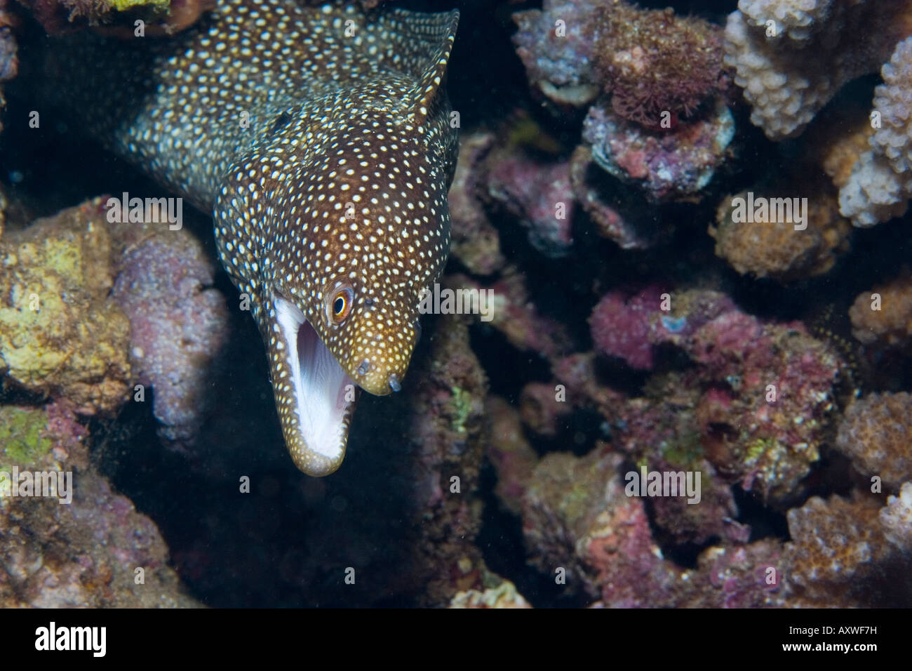 whitemouth moray eel (Gymnothorax meleagris) in Maui, Hawaii Stock Photo