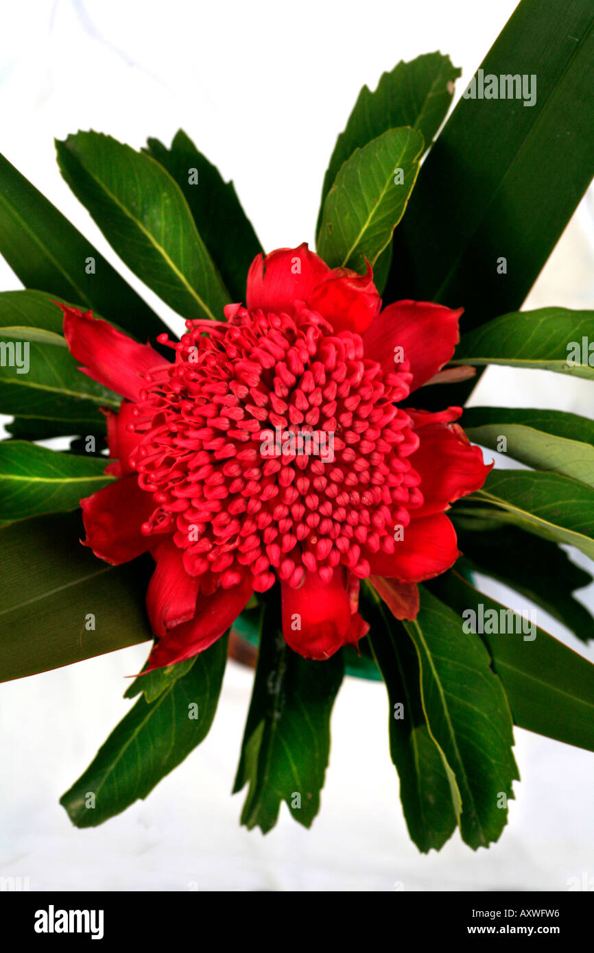 Waratah flower hires stock photography and images Alamy