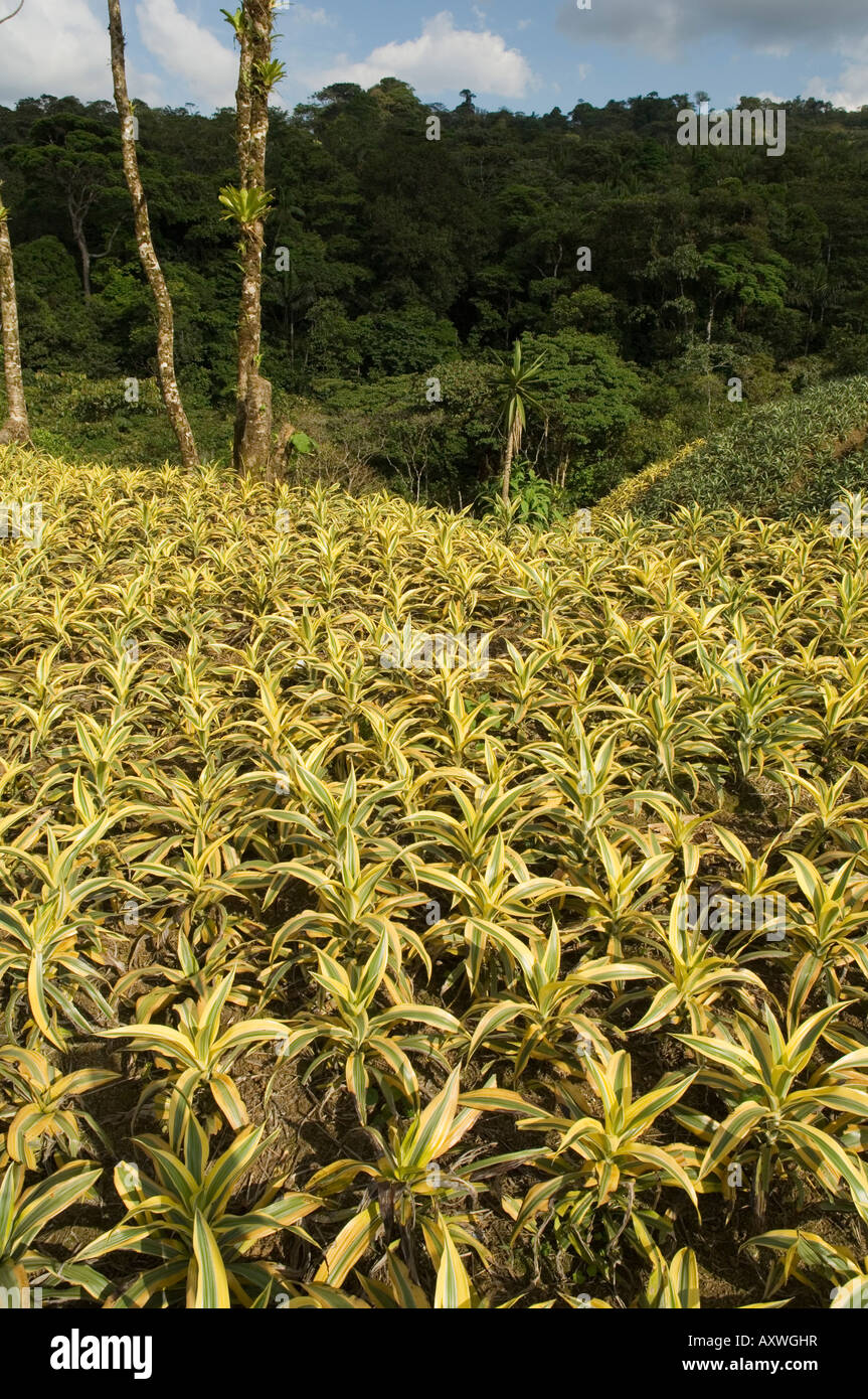 Garden plants being grown between La Fortuna and San Ramon, Costa Rica Stock Photo