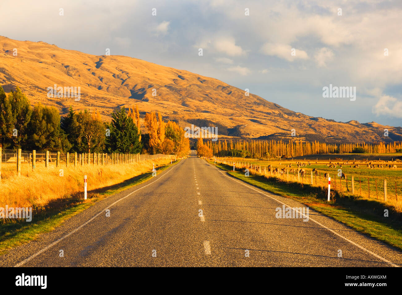 Road, Tarras, Central Otago, South Island, New Zealand, Pacific Stock Photo