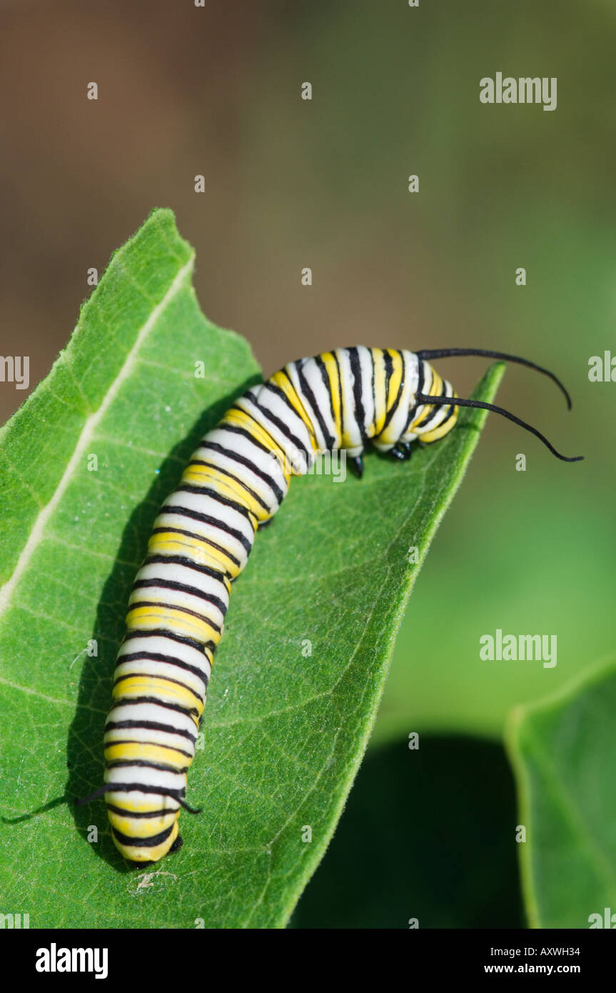 Monarch butterfly caterpillar eating milkweed leaf Stock Photo