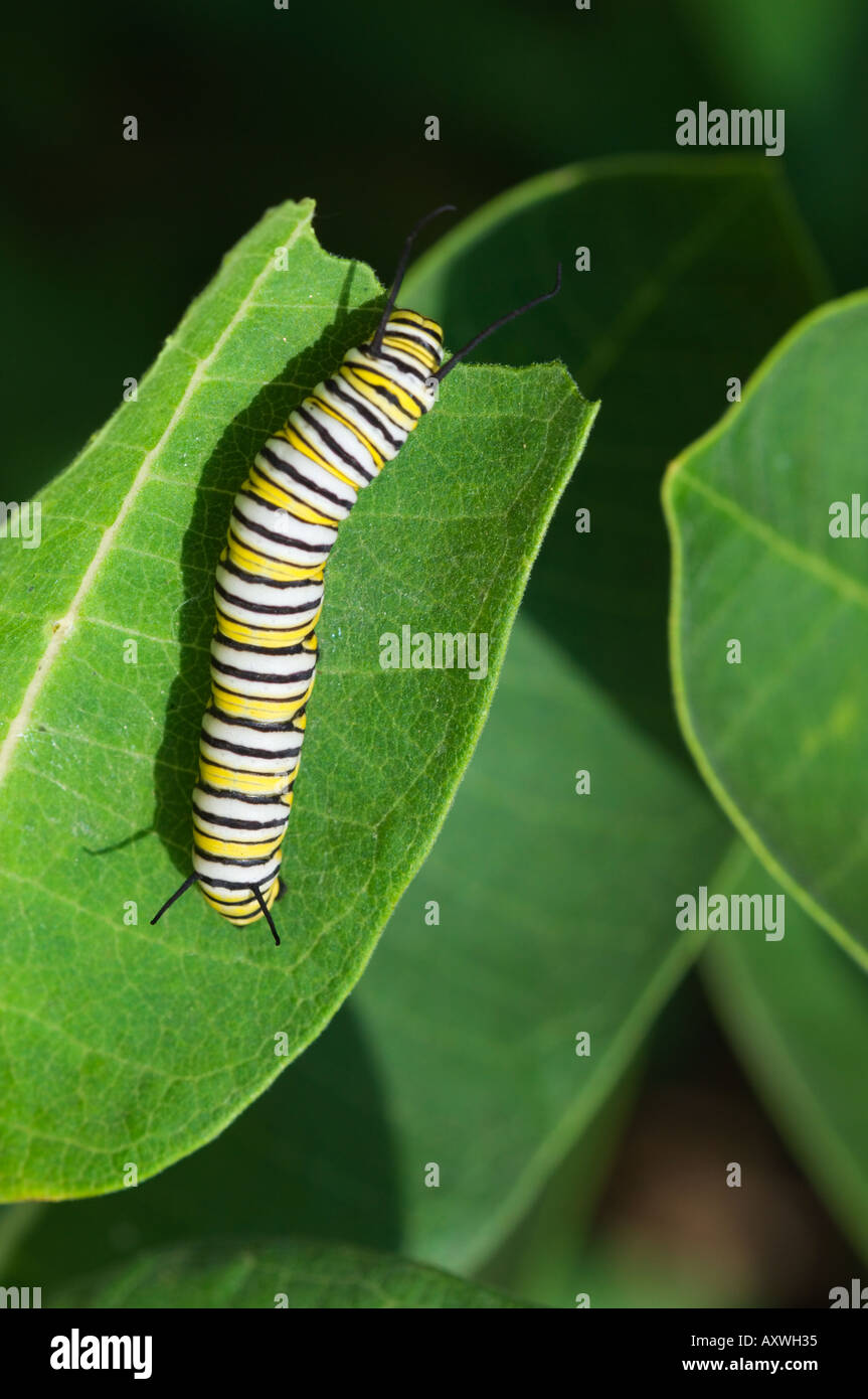 Monarch butterfly caterpillar eating milkweed leaf Stock Photo