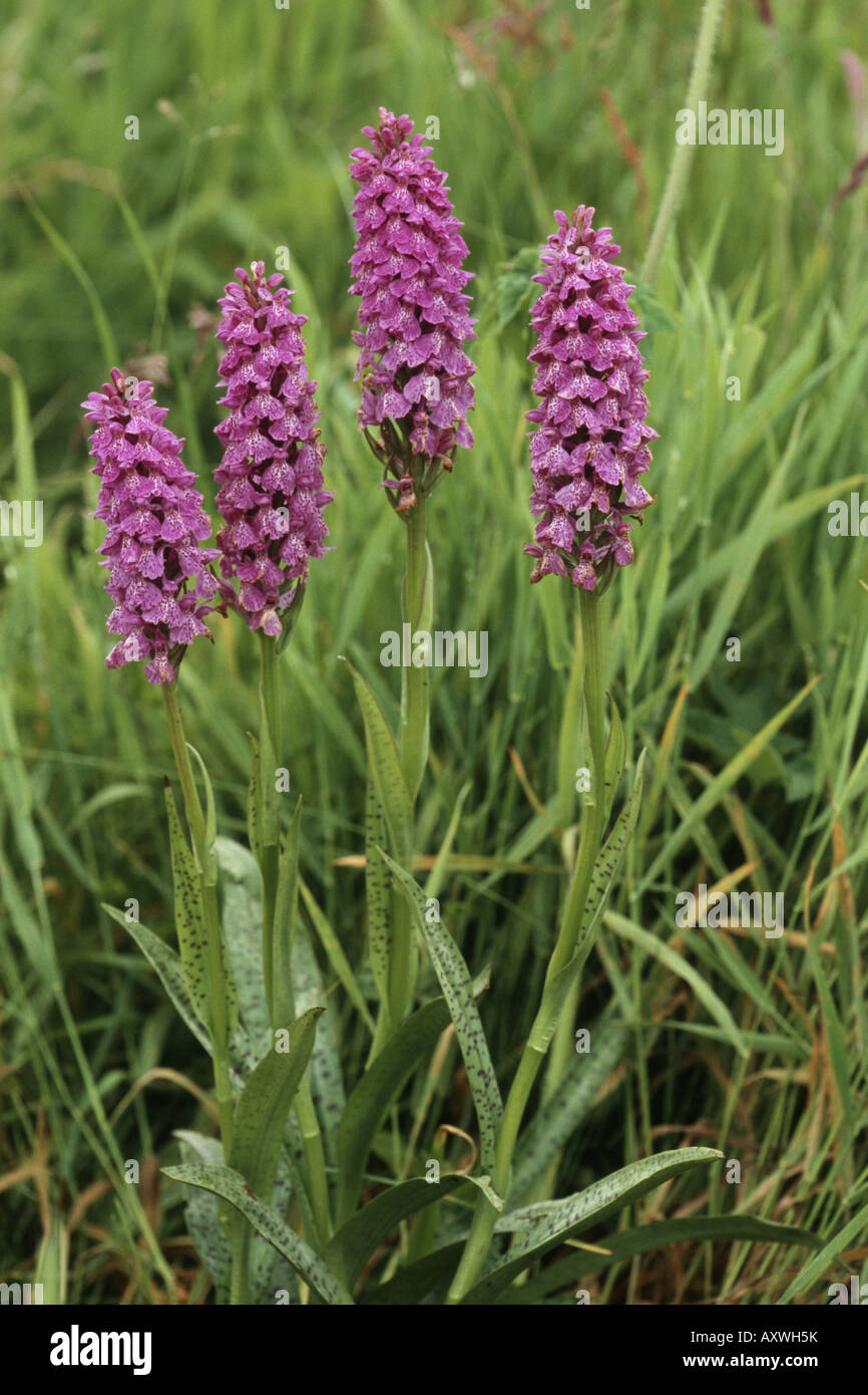 heath spotted orchid (Dactylorhiza maculata), four inflorescenses, United Kingdom, Scotland, Isle of Skye Stock Photo