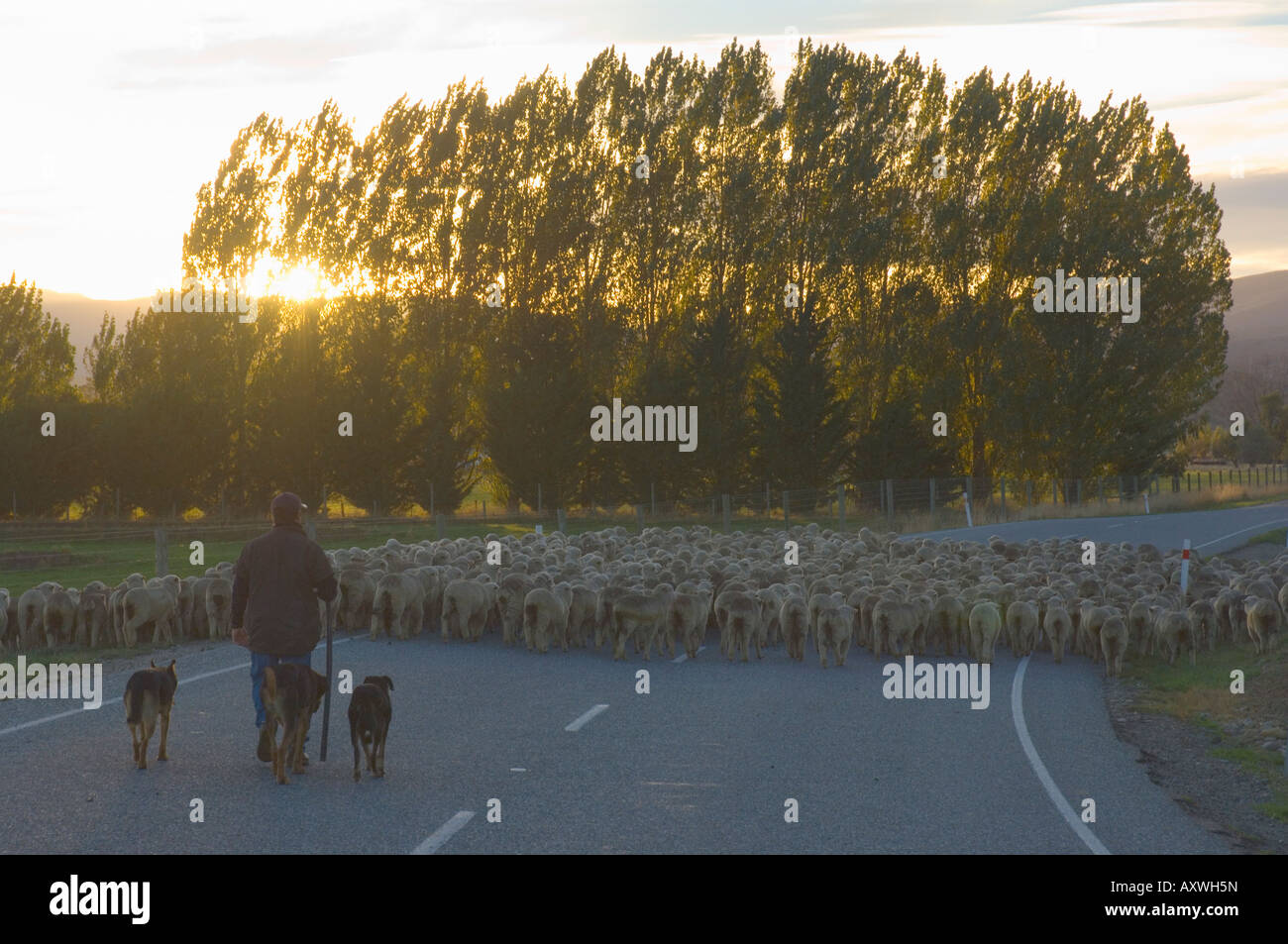 Driving sheep, Tarras, Central Otago, South Island, New Zealand, Pacific Stock Photo