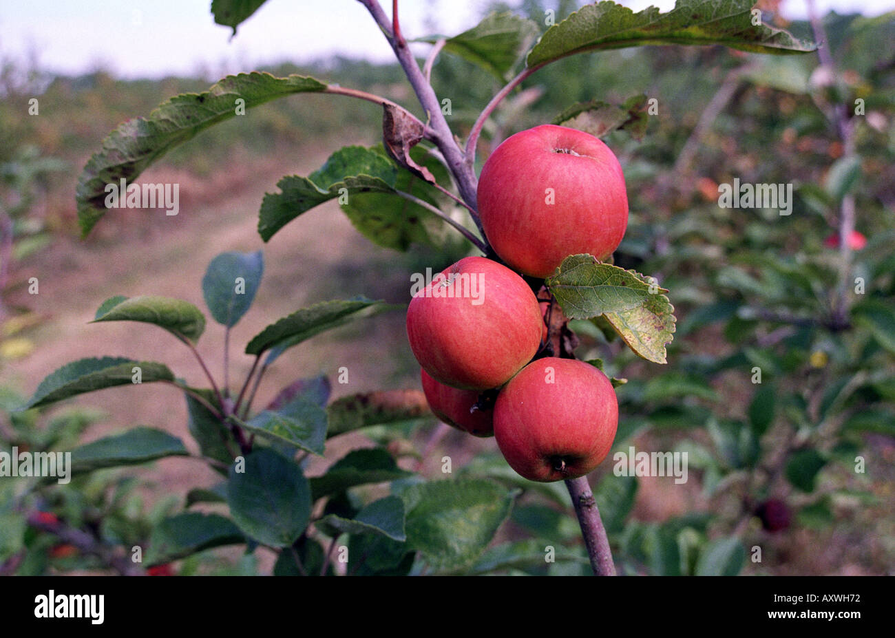 Apple harvest normandy france hires stock photography and images Alamy