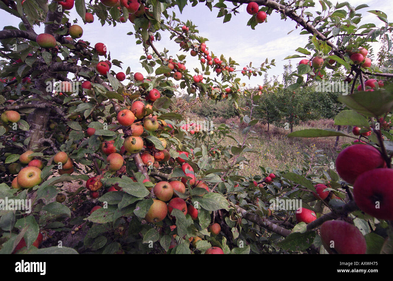 Cider apple orchard Normandy France EU Europe Stock Photo Alamy