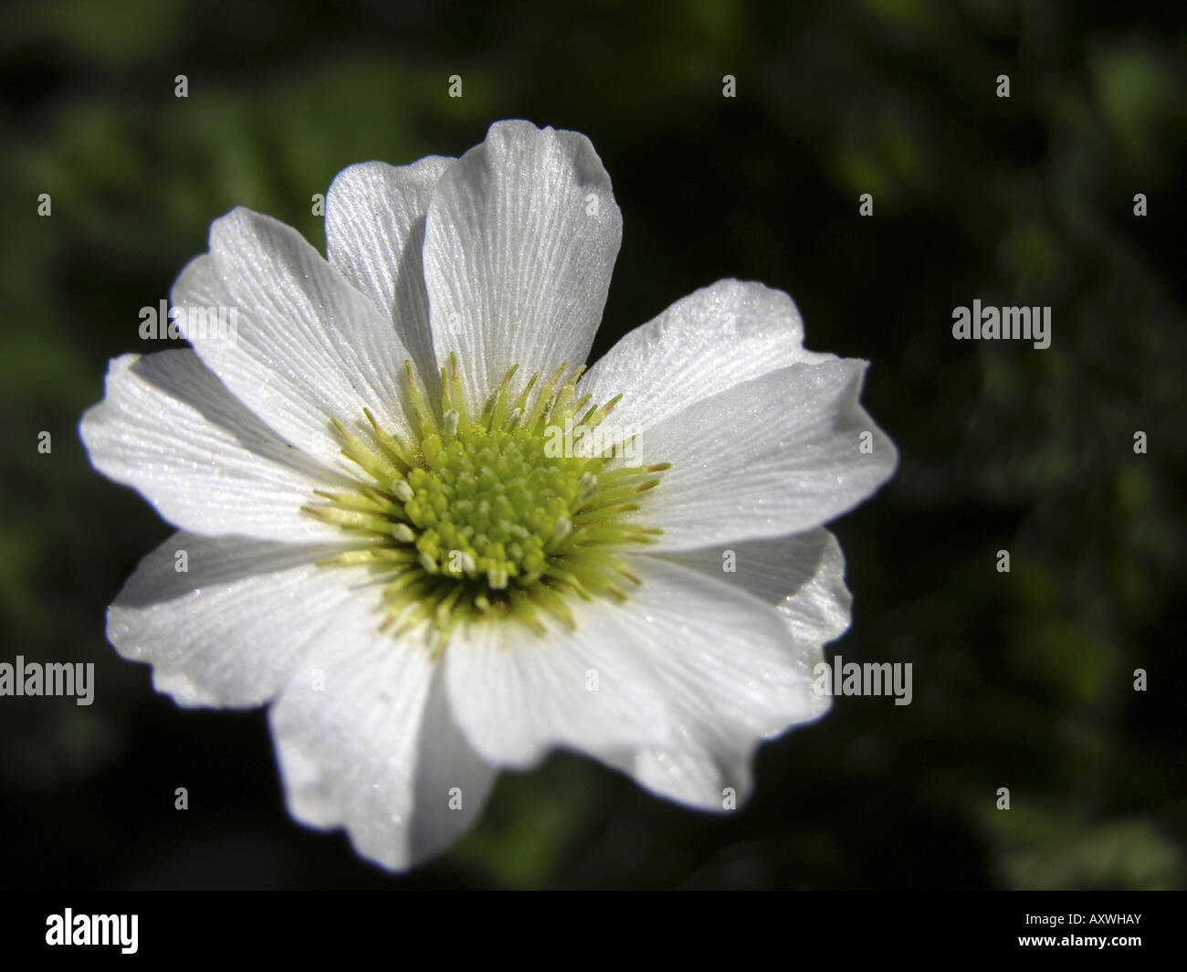 Callianthemum (Callianthemum angustifolium), single flower Stock Photo