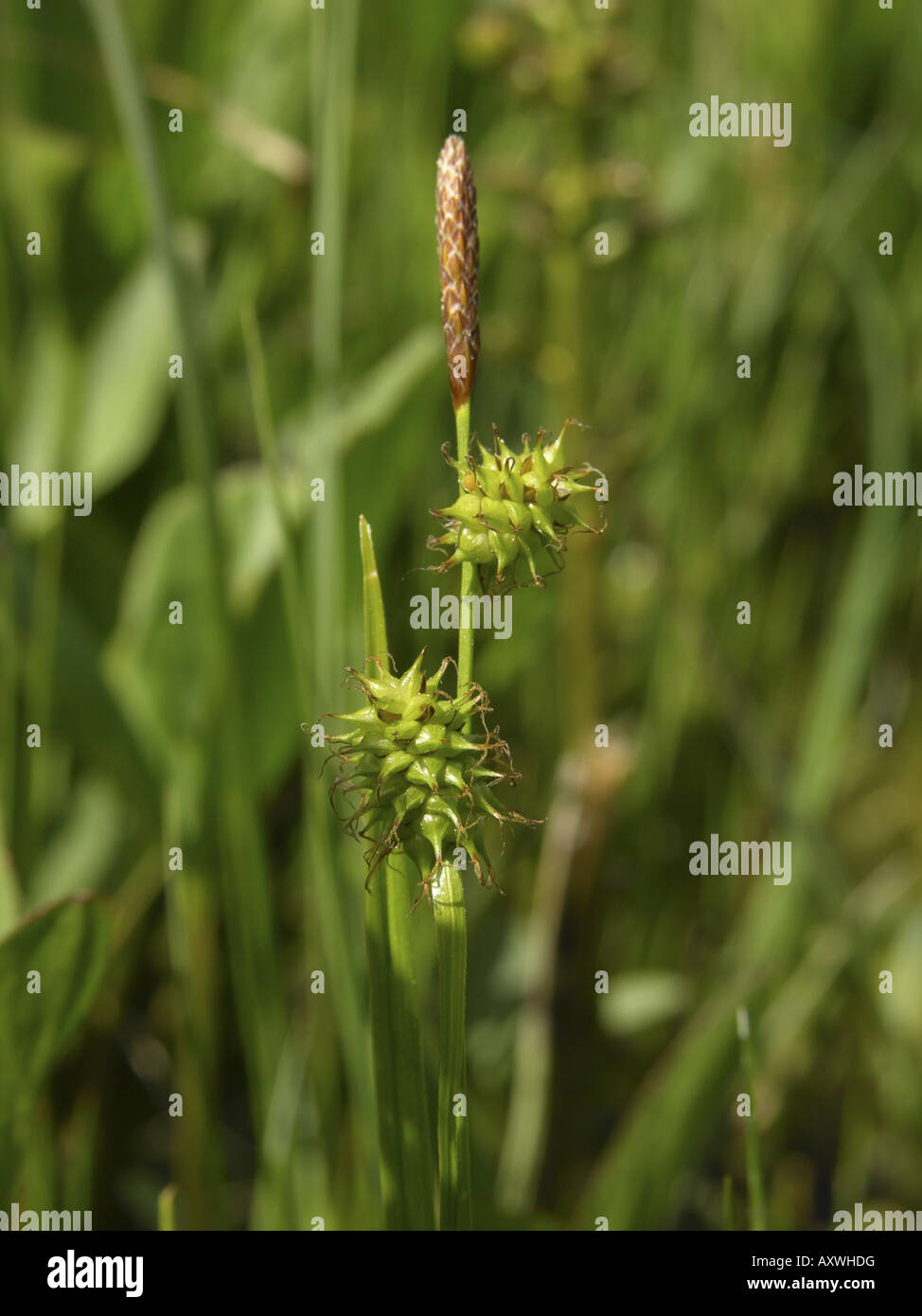 Yellow sedge (Carex lepidocarpa, Carex flava agg.), flowering Stock Photo