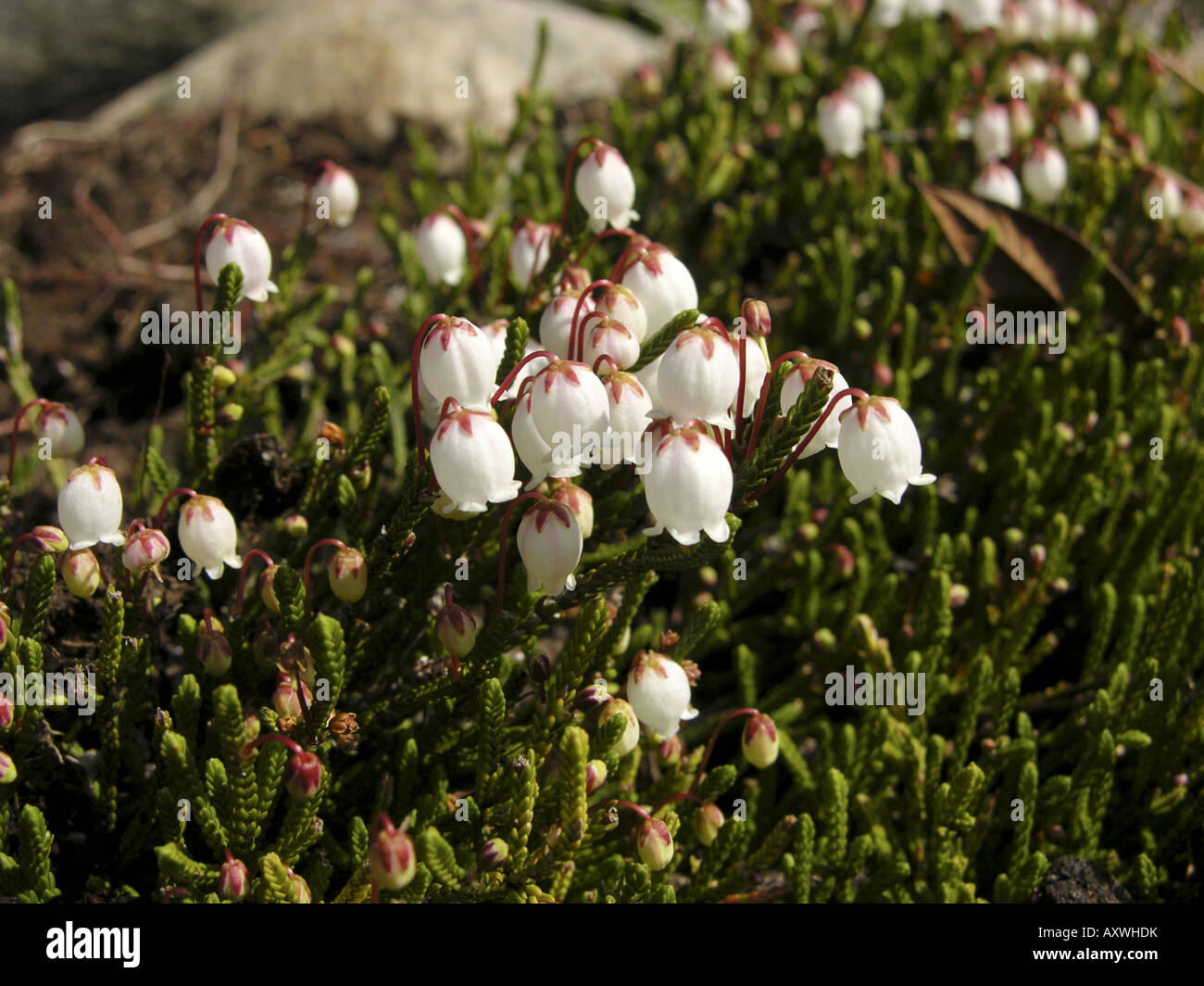 clubmoss mountain-heather (Cassiope lycopodioides), flowering Stock Photo