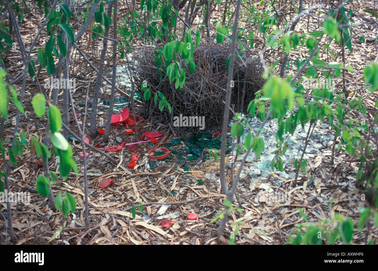 Avenue bower of Great Bowerbird showing red and green jewels Stock Photo
