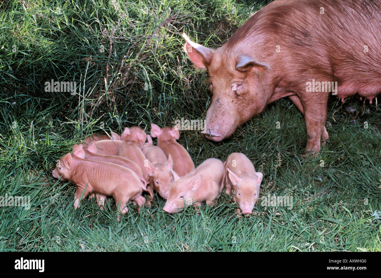 female pig with her brood/ litter of bonhams in the irish landscape Stock Photo