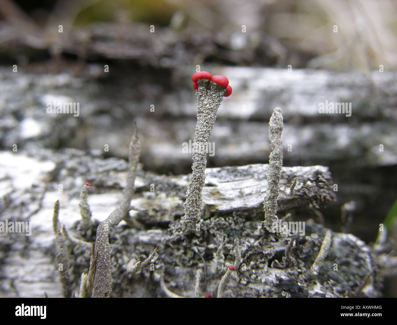 lichen (Cladonia macilenta ssp floerkeana), with Stock Photo