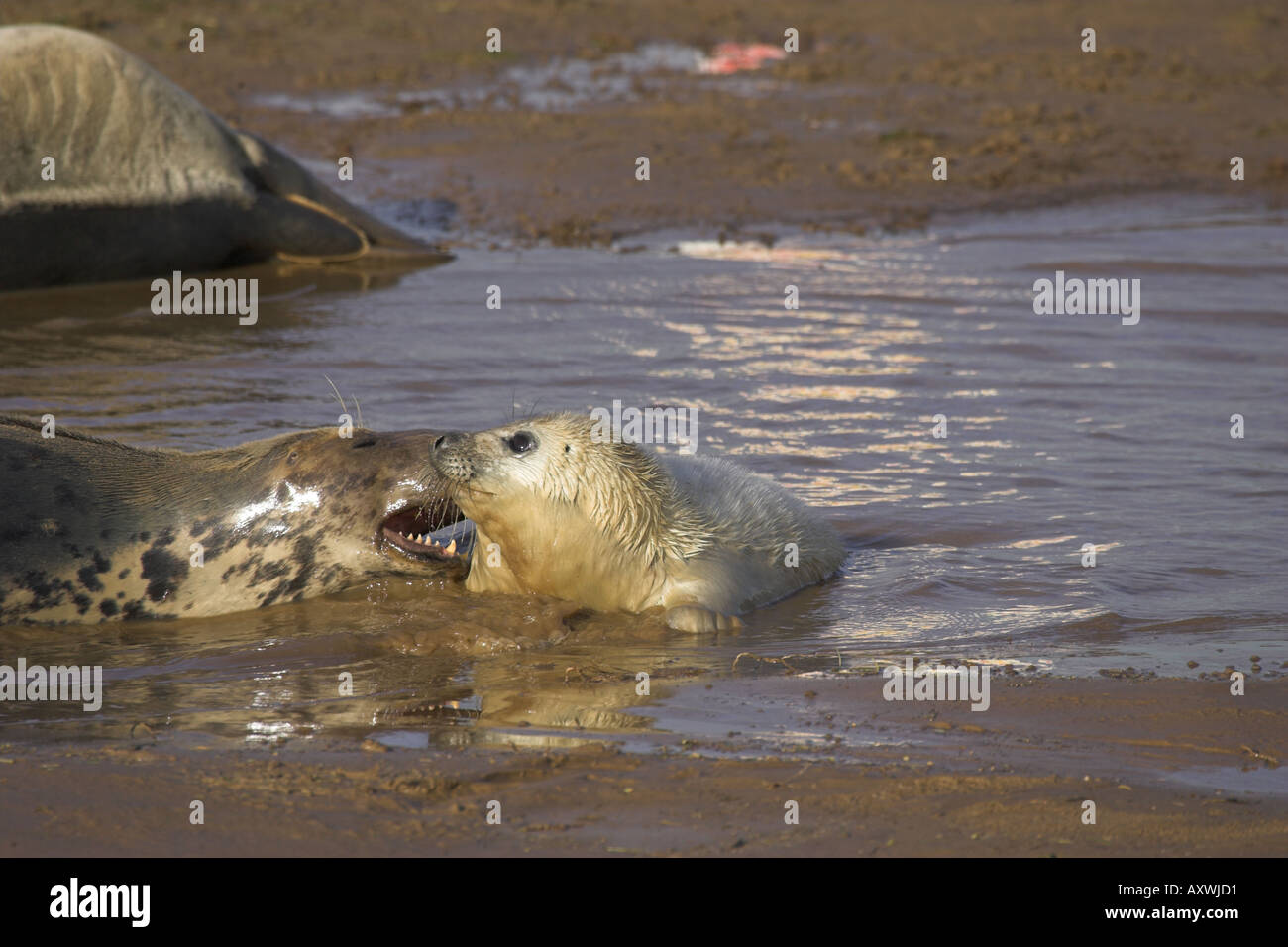 aggressive biting bite Grey seal mother and pup Halichoerus grypus also