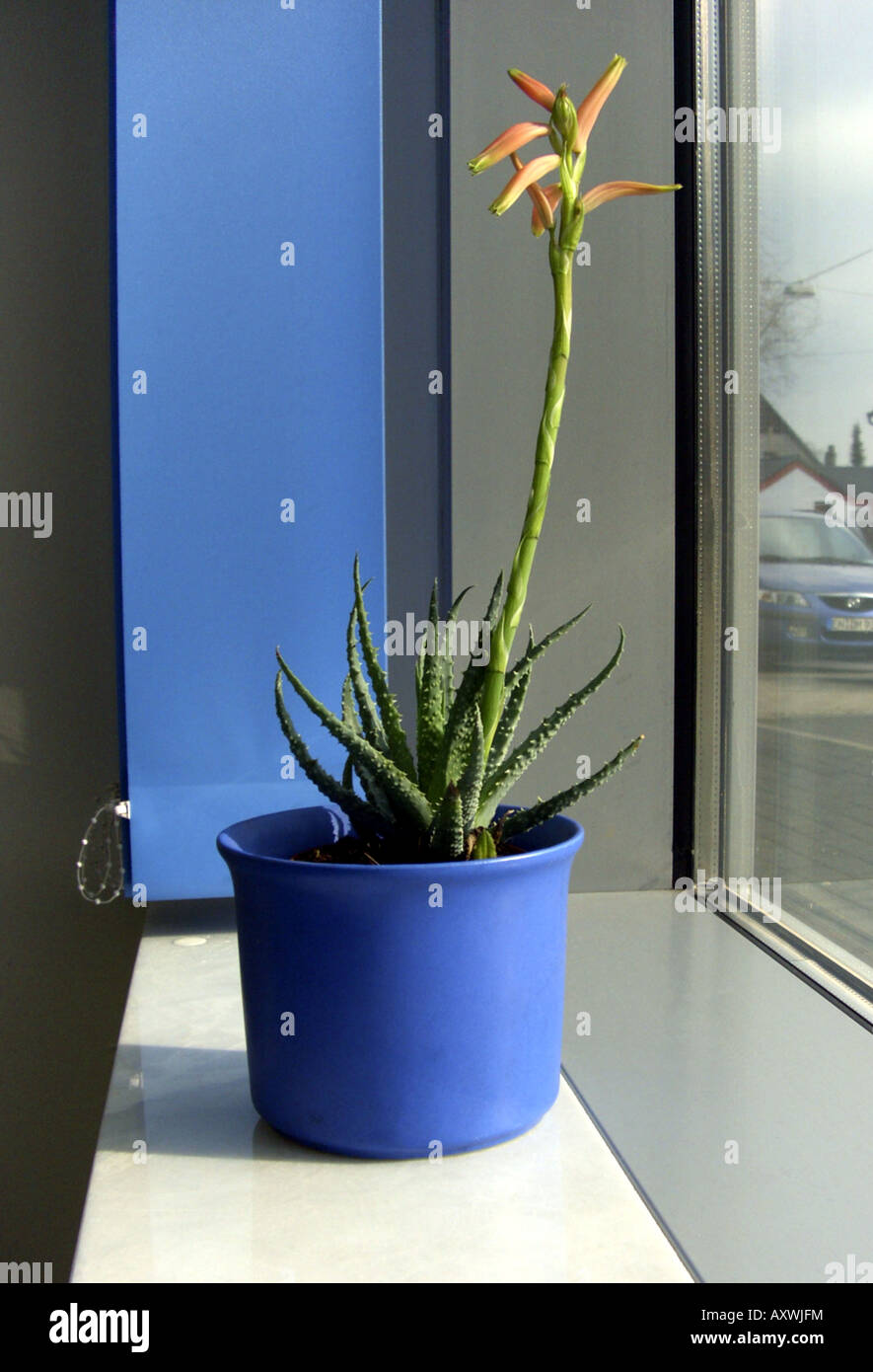 Spider Aloe (Aloe humilis), potted plant on a windowsill Stock Photo