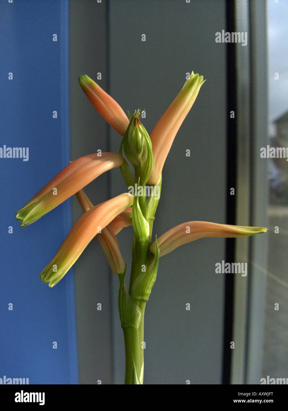 Spider Aloe (Aloe humilis), inflorescence Stock Photo