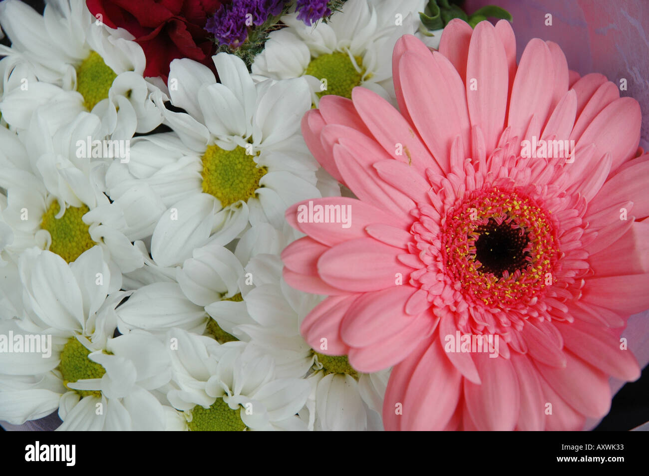 one pink Transvaal Daisy among white daisies Stock Photo