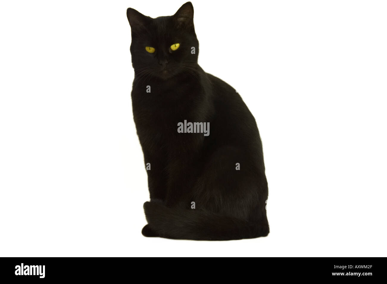 black cat in a white background unlucky bad luck Stock Photo Alamy