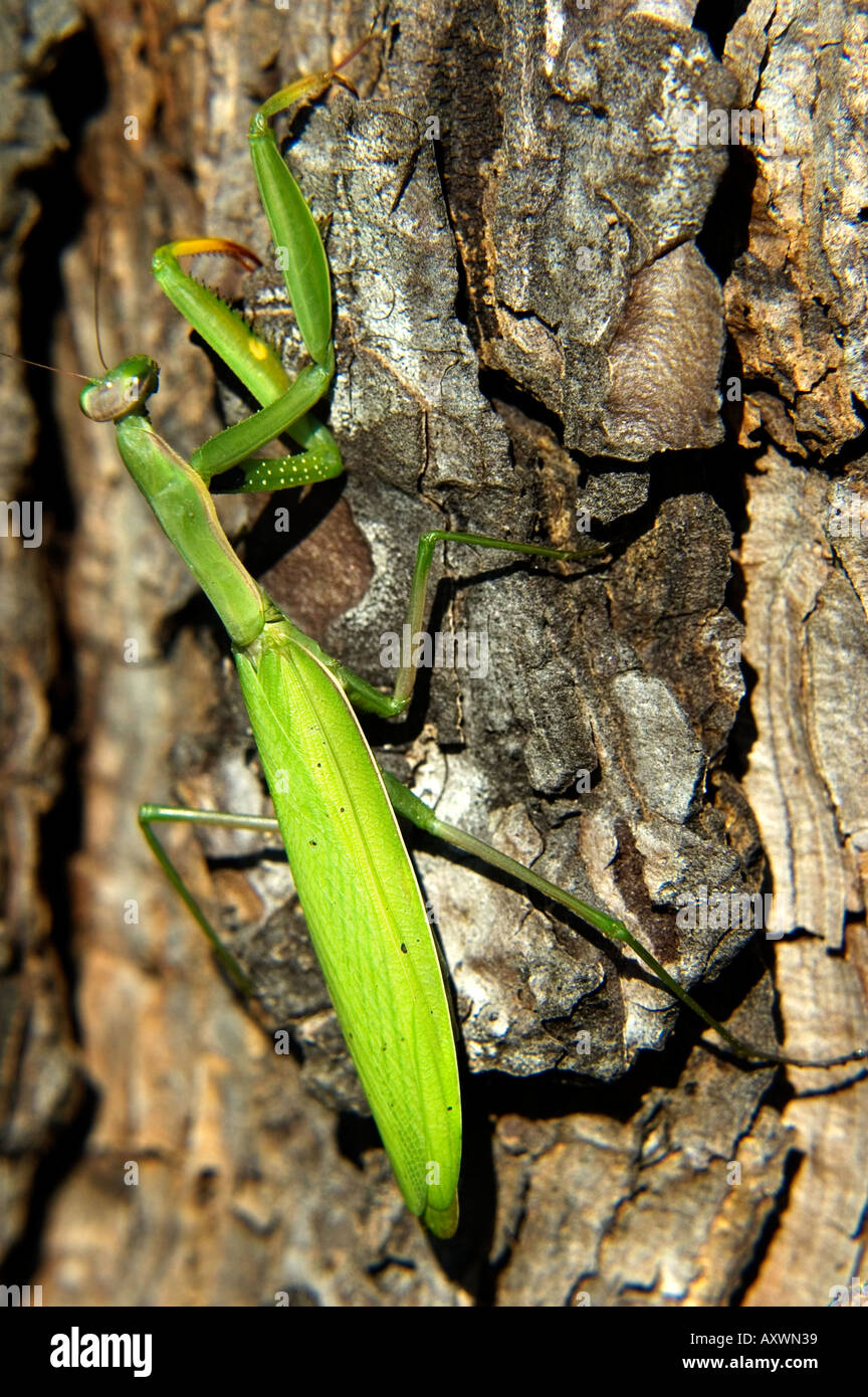 close up of a praying mantis above the bark of a tree - mantide - region of friuli venezia giulia – italy Stock Photo