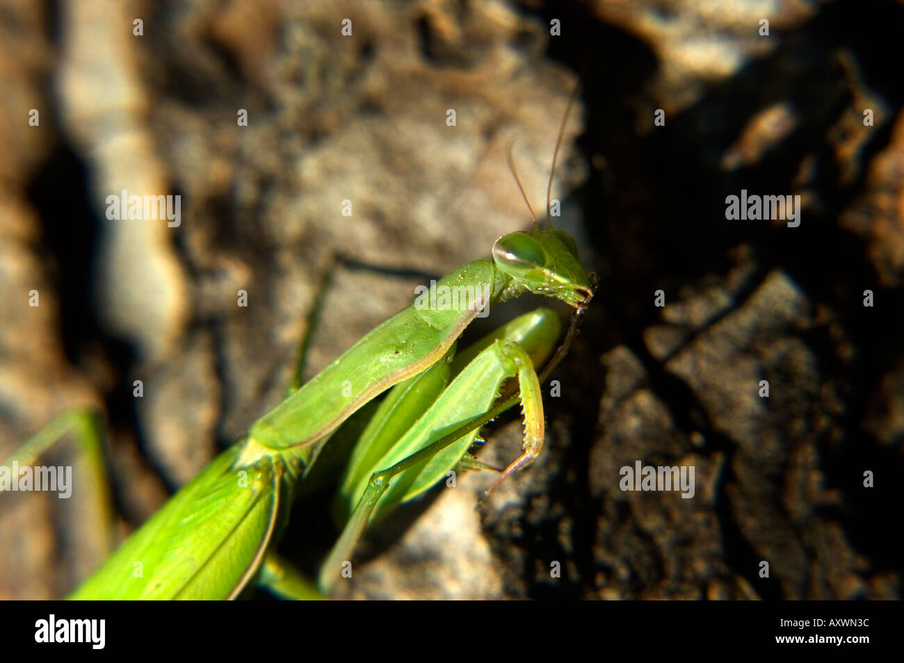 close up of a praying mantis above the bark of a tree - mantide - region of friuli venezia giulia – italy Stock Photo