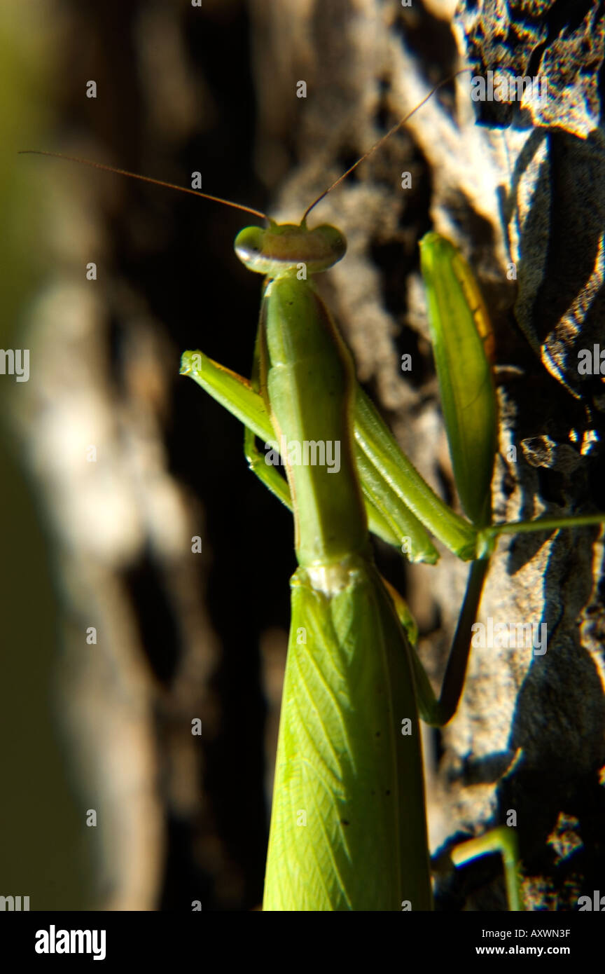 close up of a praying mantis above the bark of a tree - mantide  - region of friuli venezia giulia – italy Stock Photo