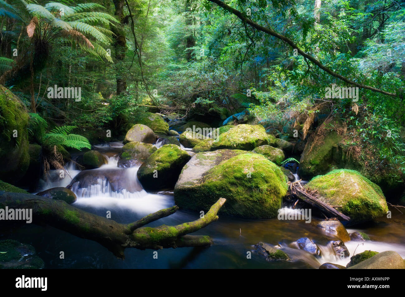 Taggerty River, tree ferns and myrtle beech trees in the temperate rainforest, Yarra Ranges National Park, Victoria, Australia Stock Photo