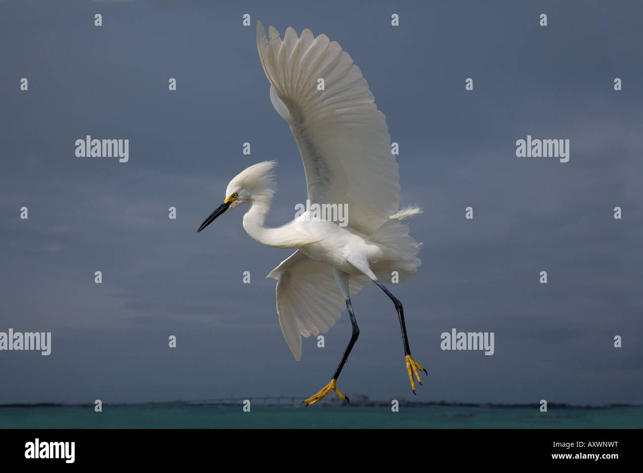 Snowy Egret Egretta thula Stock Photo