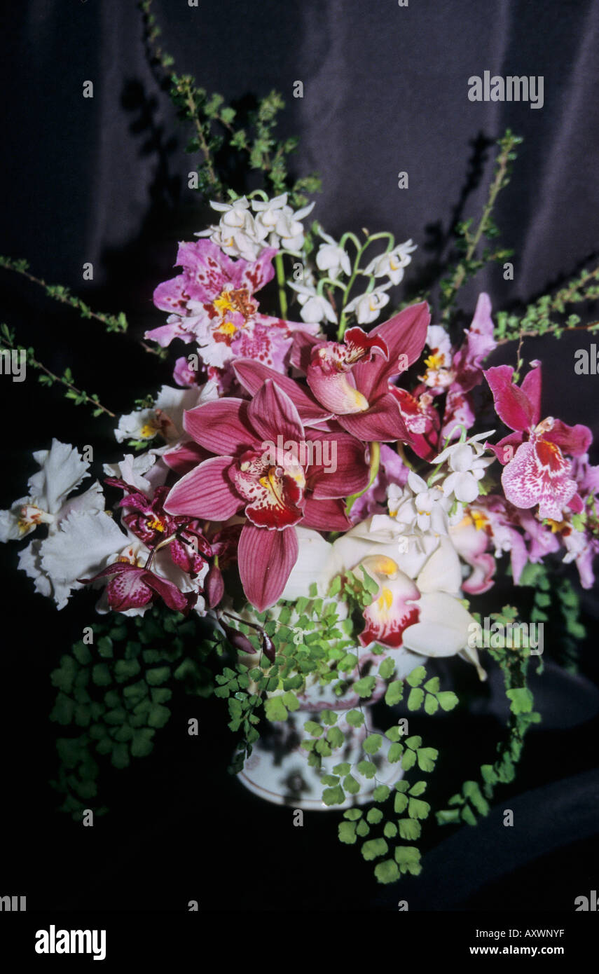Orchids arranged hi-res stock photography and images - Alamy