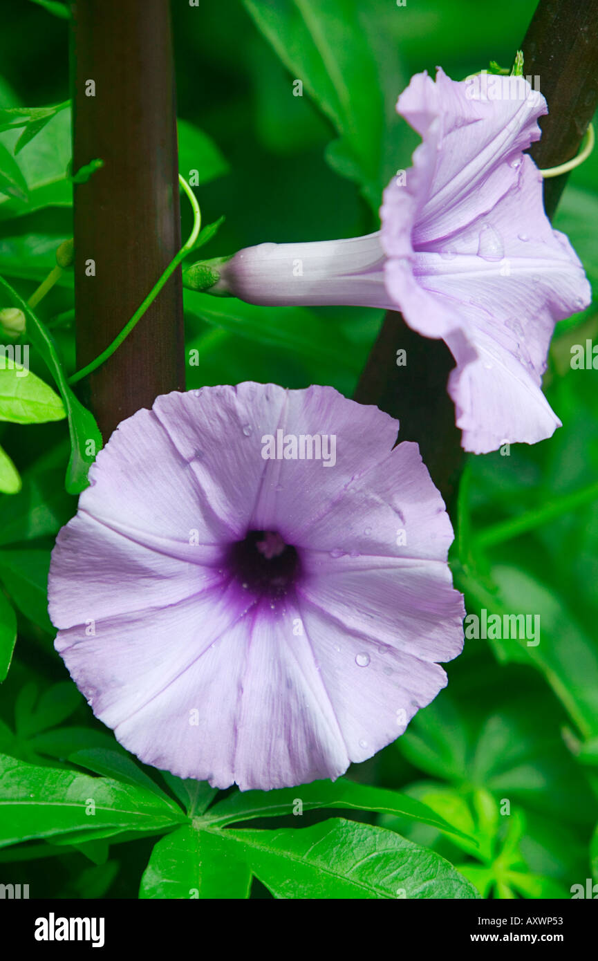 Pharbitis hi-res stock photography and images - Alamy