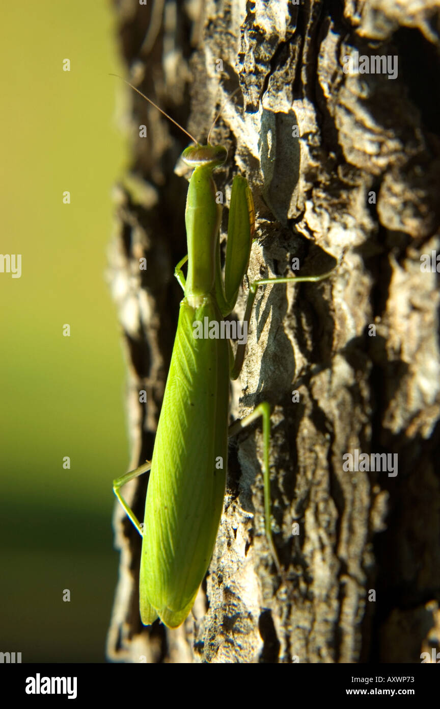 close up of a praying mantis above the bark of a tree - mantide - region of friuli venezia giulia – italy Stock Photo