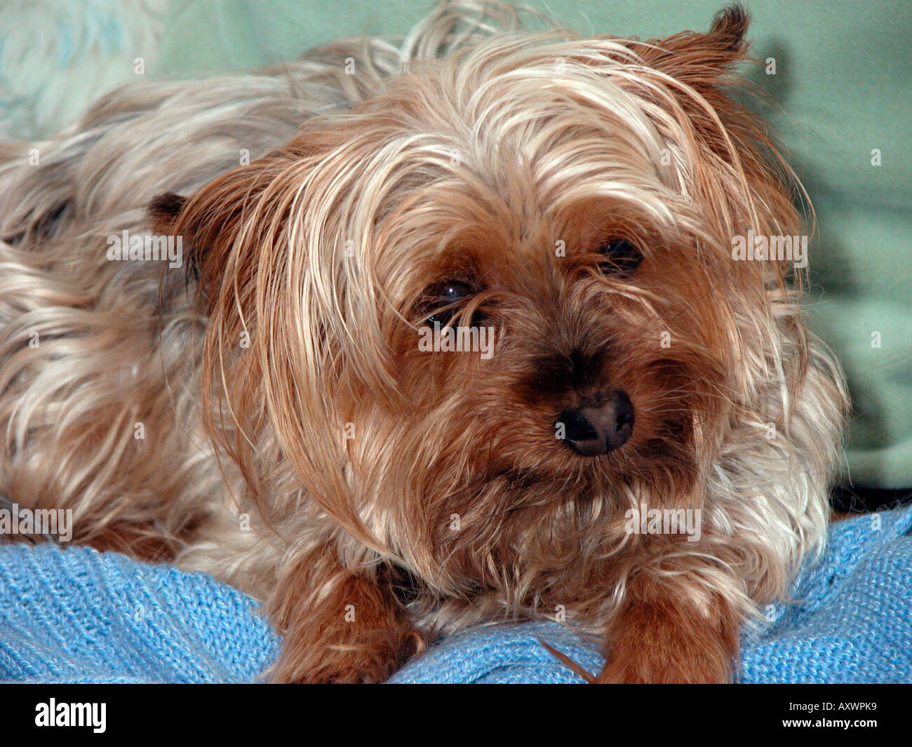 cute Yorkshire terrier dog resting on blankets Stock Photo