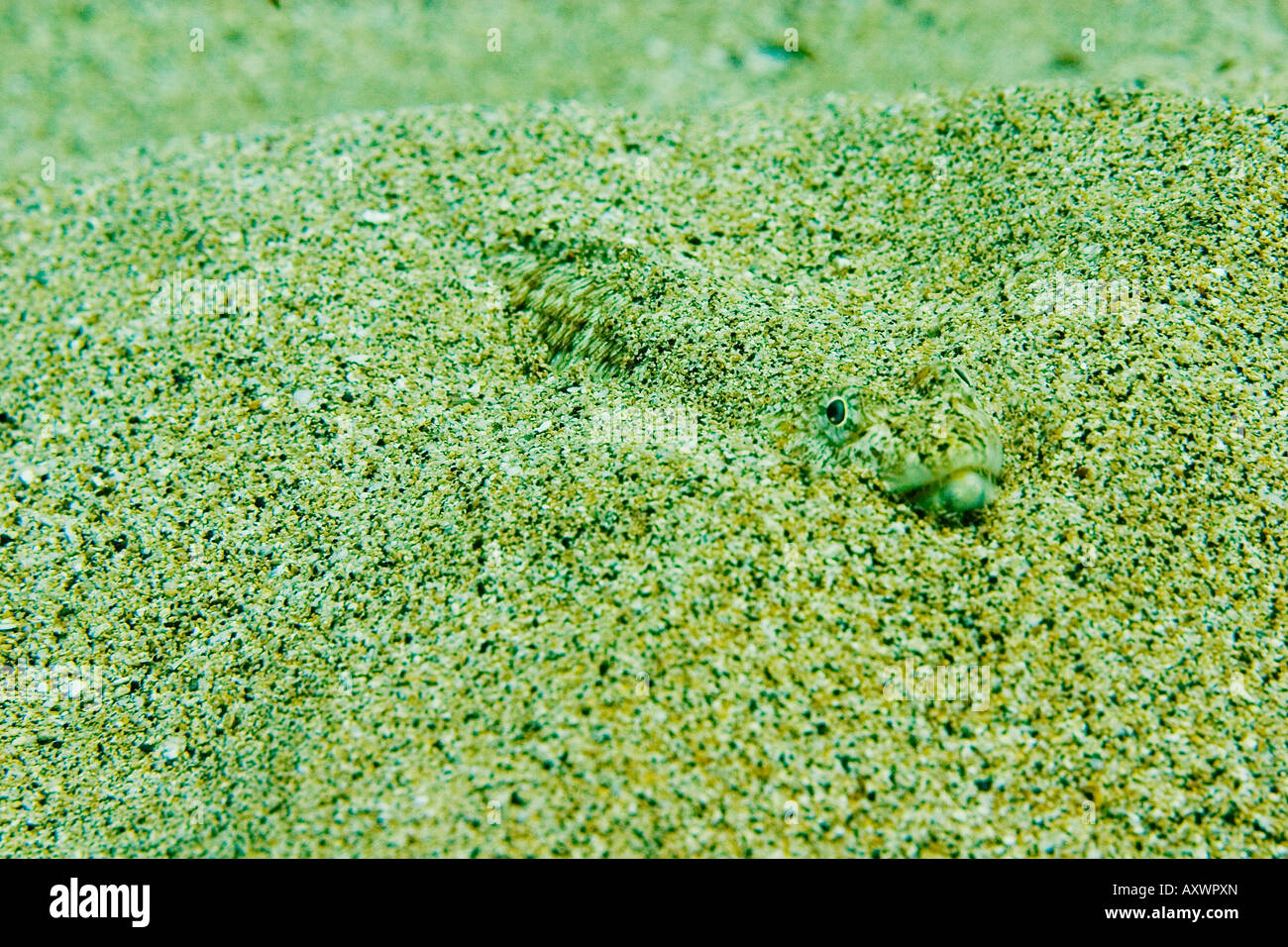 Sand Diver Lizardfish near the coast of Maui, Hawaii Stock Photo