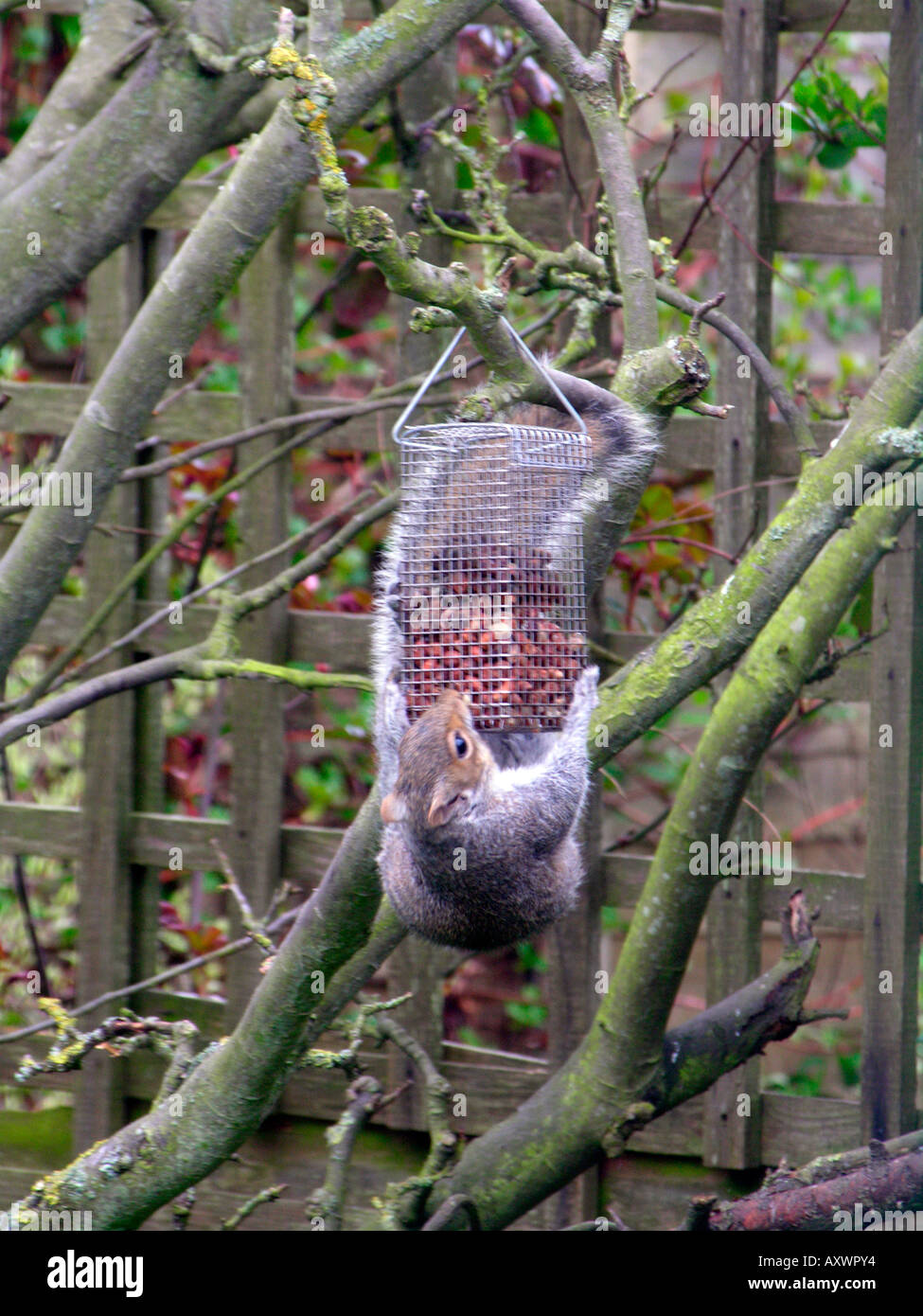 Grey Squirrel Clinging Hold Of Bird Feeder And Pinching Nuts Put