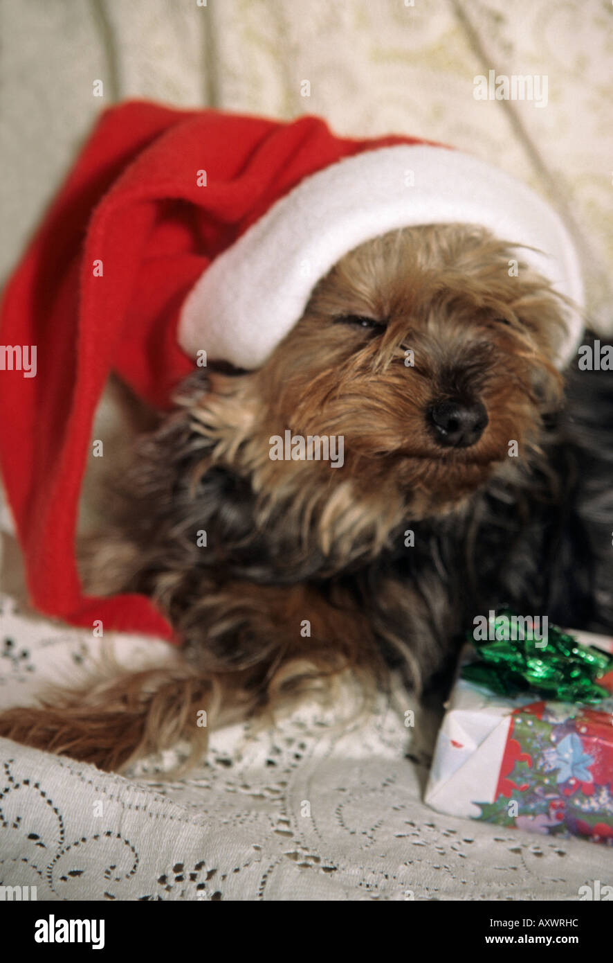 Yorkshire terrier dog at Christmas with presents Stock Photo