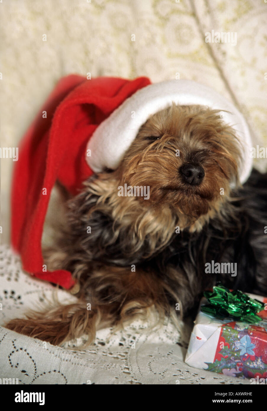 Yorkshire terrier dog at Christmas with presents Stock Photo
