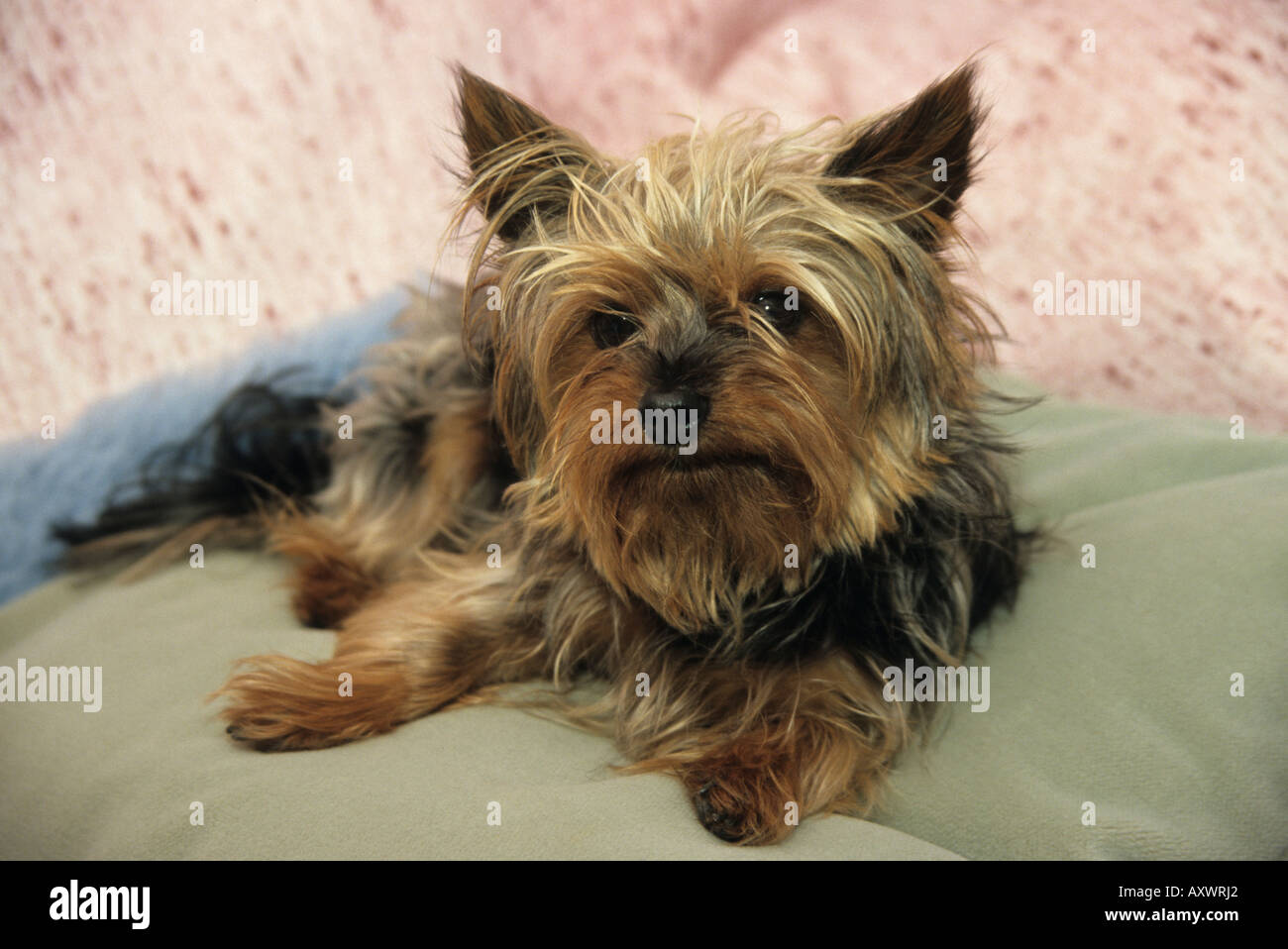 cute Yorkshire terrier dog Stock Photo