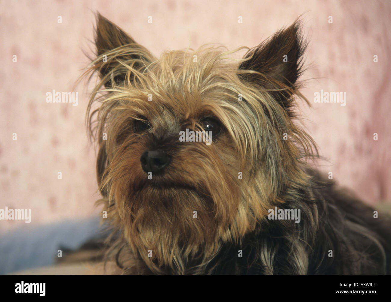 cute Yorkshire terrier dog Stock Photo
