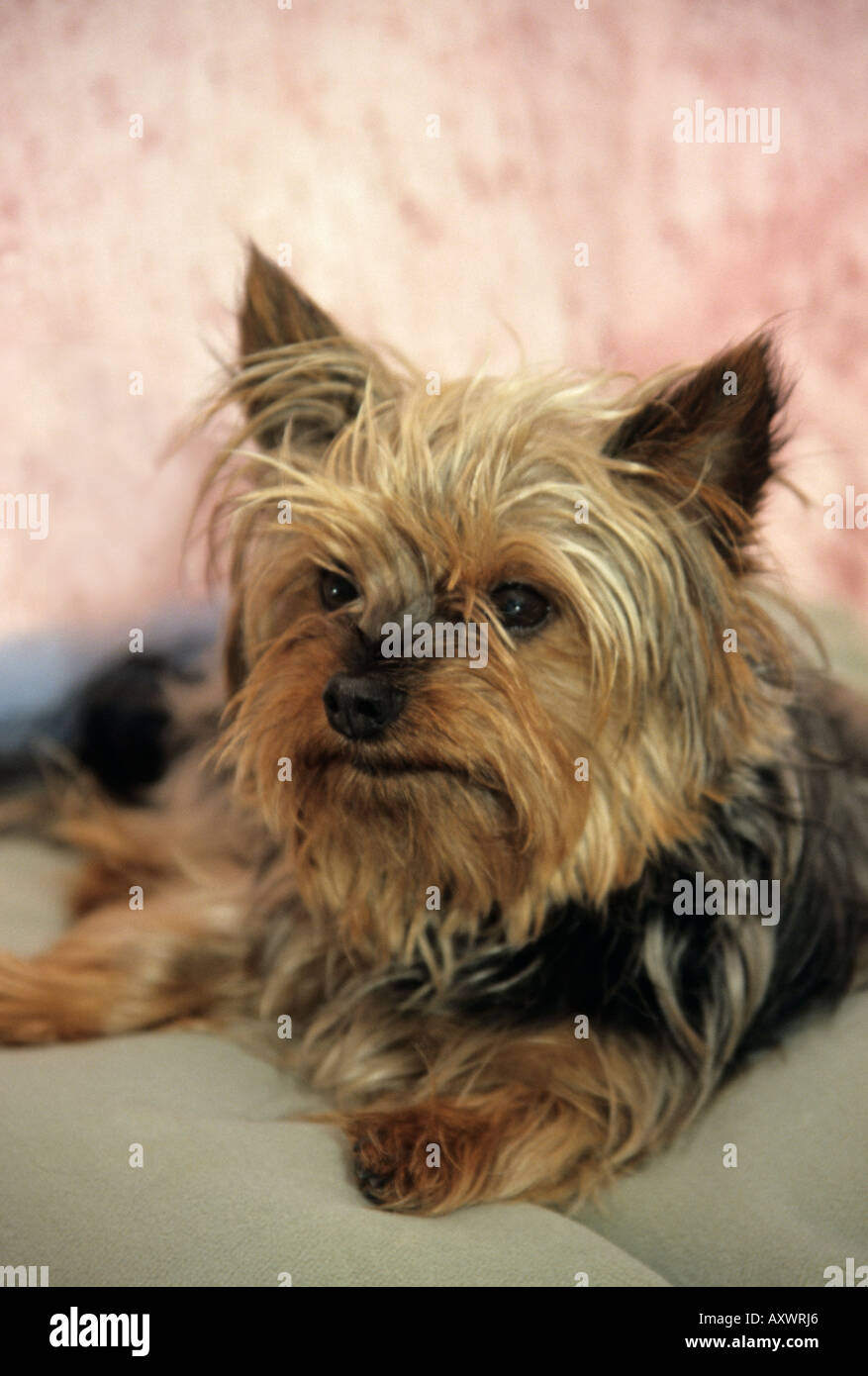 cute Yorkshire terrier dog Stock Photo