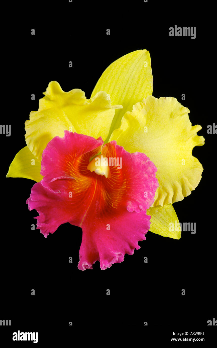 A brightly colored magneta and yellow arom gold changmark orchid from Thailand of the catleya species Stock Photo