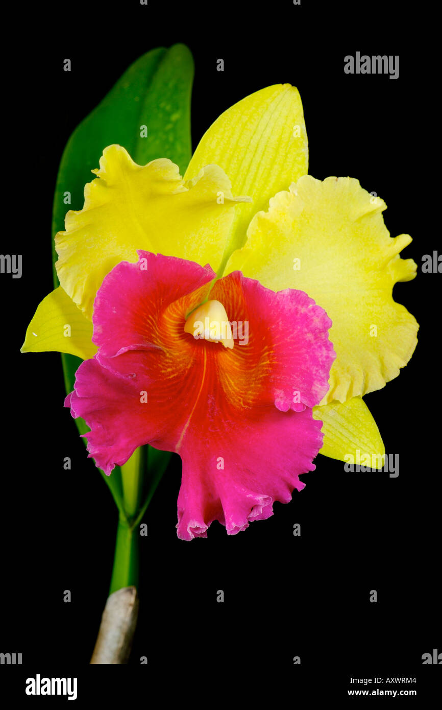 A brightly colored magneta and yellow arom gold changmark orchid from Thailand of the catleya species Stock Photo