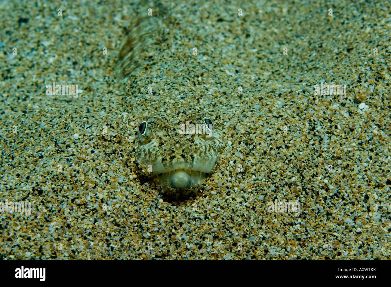 Sand Diver Lizardfish near the coast of Maui, Hawaii Stock Photo