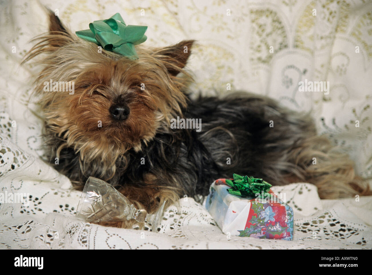 Yorkshire terrier dog at Christmas with a present and empty wine glass Stock Photo