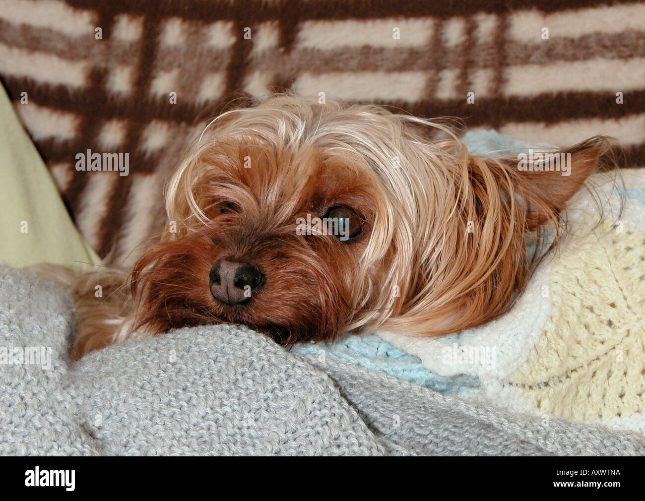 poorly yorkshire terrier resting in blankets Stock Photo